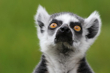 Catta lemur looking up