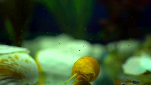 Adult ampularia snail crawling on aquarium glass in transparent water. Golden apple snail and small colorful fishes in aquarium tank filled with clam shells, stones, wooden branch, artificial seaweed.