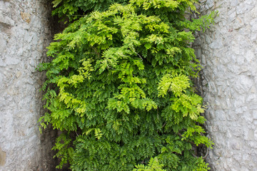 Fototapeta na wymiar The tree is a gap between the walls, Nature background.