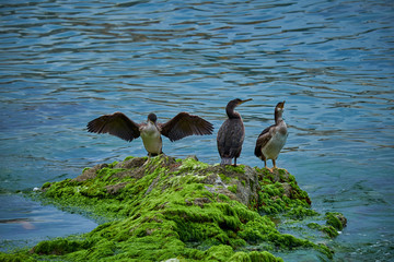 Ducks in Lloret de mar, Catalonia.