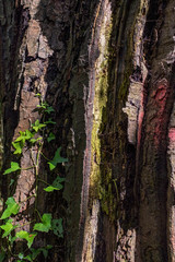 Obraz premium Multicolored tree bark lit from side by sun