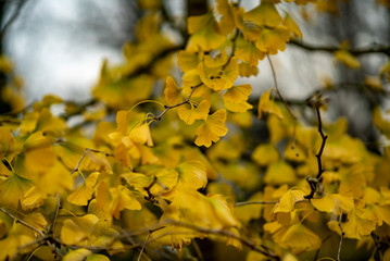 Yellow colored leaves of a tree in late autumn