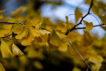 Yellow colored leaves of a tree in late autumn