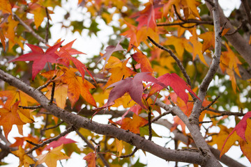 Maple trees with autumn colors on the Benevento long river
