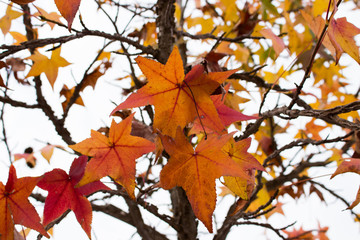 Fototapeta na wymiar Maple trees with autumn colors on the Benevento long river