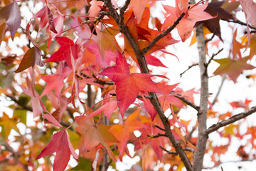 Maple trees with autumn colors on the Benevento long river