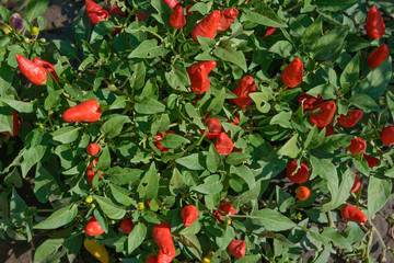Bright red berries of chili pepper on green leaves background