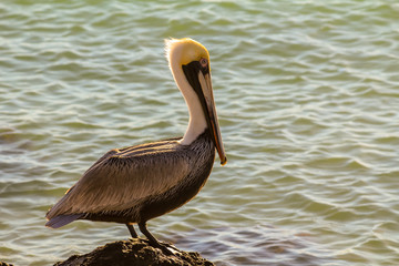 Brown Pelican