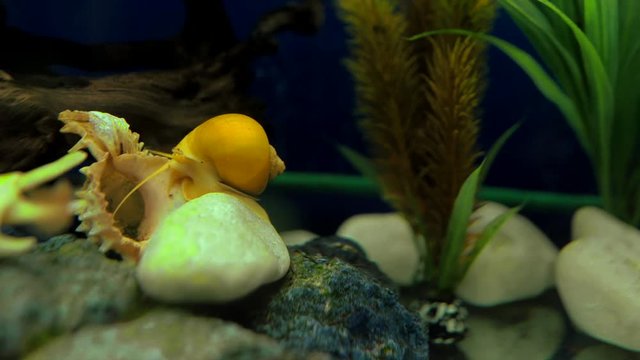 Adult ampularia snail crawling on stones in transparent aquarium water. Big golden apple snail in aquarium tank filled with stones, shells, wooden branch, artificial seaweed and small colorful fishes.