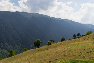 Trees on the mountainside with a panorama
