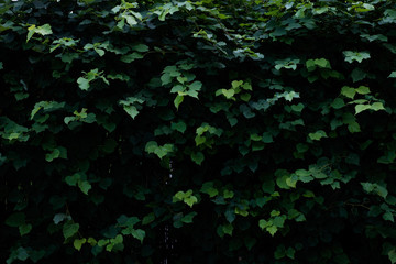 Beautiful green hedge