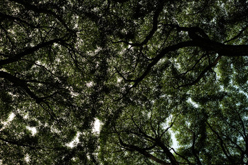 Fototapeta premium Sky through the trees