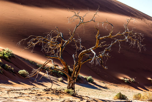 Dry beautiful tree on the background of the dunes with a beautiful texture of sand. Africa. Landscapes of Namibia. Sossusvlei. Namib-Naukluft National Park.