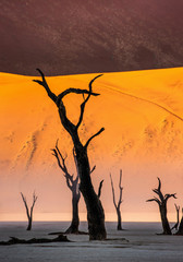 Dead acacia trees on the background of sand dunes and stripes of morning fog. Stunning light, color and shape. Landscapes of Namibia. Sossusvlei. Deadvlei. 