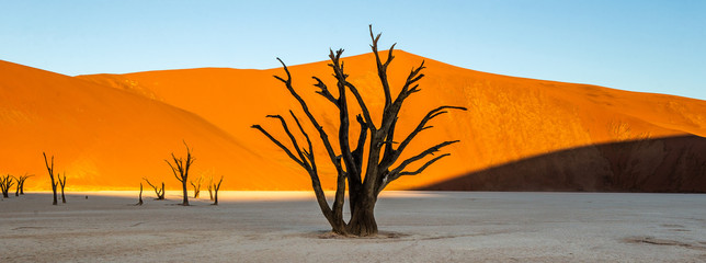 Dead acacia Trees and red dunes in Deadvlei. Sossusvlei. Namib-Naukluft National Park, Namibia.