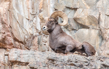 Bighorn Sheep On the Rocks