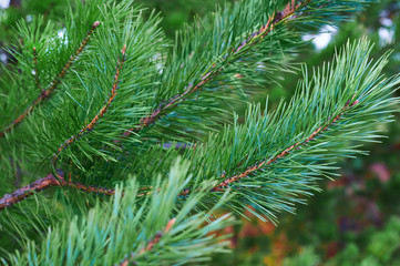 The branches of green pine close-up. Spruce needles. Background of Christmas tree branches.
