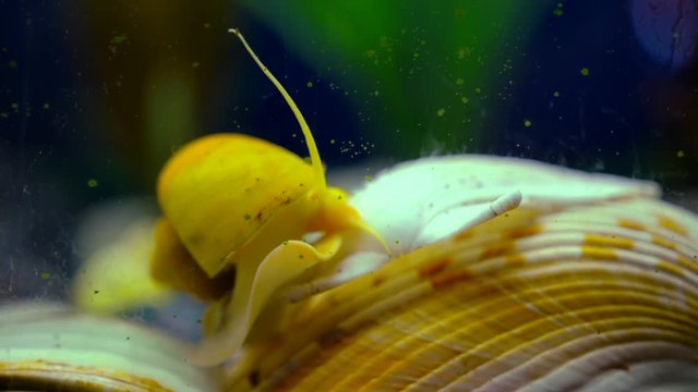 Adult ampularia snail crawling on ocean clam shell in transparent aquarium water. Golden apple snail in aquarium tank filled with stones, wooden branch, artificial seaweed and small colorful fishes.
