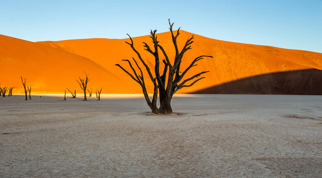 Dead acacia Trees and red dunes in Deadvlei. Sossusvlei. Namib-Naukluft National Park, Namibia. © gudkovandrey