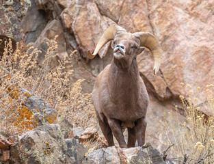 Bighorn Sheep On the Rocks