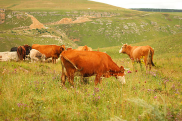 Fototapeta na wymiar Cows grazing on ths summer alpine meadow