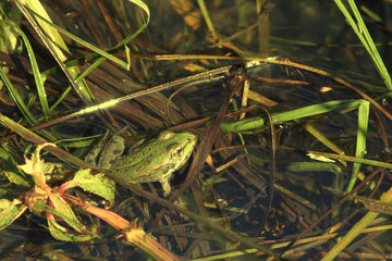 frosch