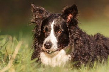 Border Collie im Herbst