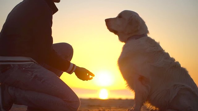 labrador, golden retriever, dog sitting on beach sea at sunset and giving a paw to his owner man male. man training a dog, love friendship of human and animal pets nature landscape walk playing slow