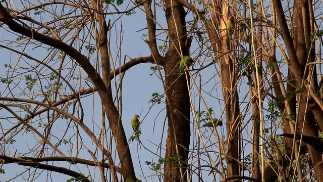 A flock of Kramer parrots feeds in the floodplain forest at winter. India

