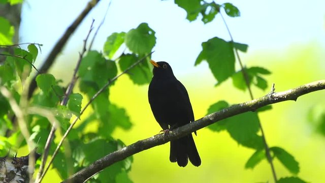 A male european Blackbird (turdus merula) singing in a tree with on a clear, sunny day in Spring season.