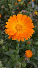 Orange flower in the garden. Calendula 5