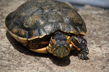 turtle on the beach