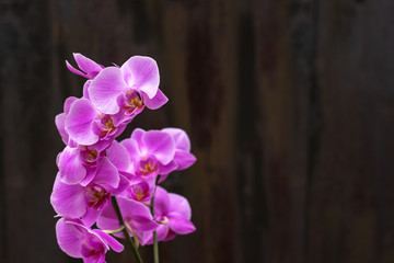 twig of lilac orchid with many flowers on a dark textural background