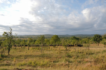 Fototapeta na wymiar Herd of buffaloes in national park Tanzania