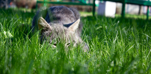 Cat lurking in the grass