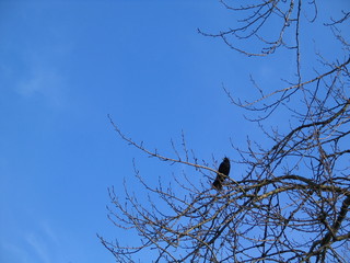 Crow on tree with blue sky