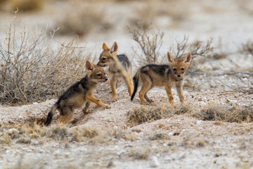 Fototapeta na wymiar Three young baby black-baked jackals in Etosha National Park in Namibia