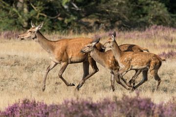 Red deer  female and young ones running in National Park Hoge Veluwe in the Netherlands