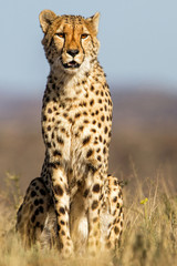 Male Cheetah in Tiger Canyons Game Reserve in South Africa