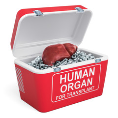 Human liver inside portable fridge for transporting donor organs, 3D rendering