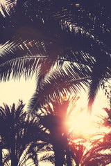 Fototapeta na wymiar Retro toned palm leaves against the sun with lens flare effect, selective focus.