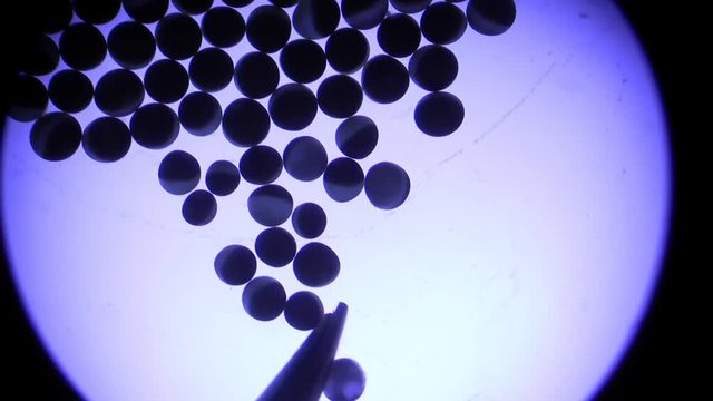 Medical researcher selecting xenopus oocytes with forceps under microscope