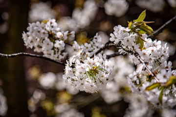 In voller Blüte