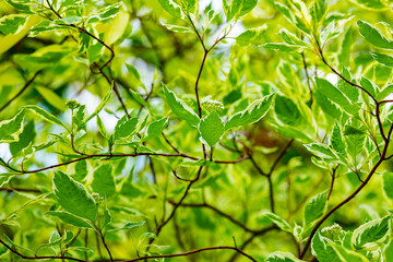Fototapeta na wymiar Summer natural background with green tree