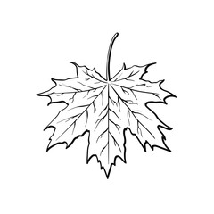 Maple leaf, vector black and white line art illustration isolated on white background, autumn leaves