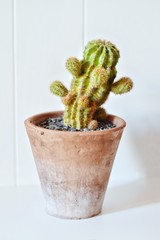 cactus in pot isolated on white