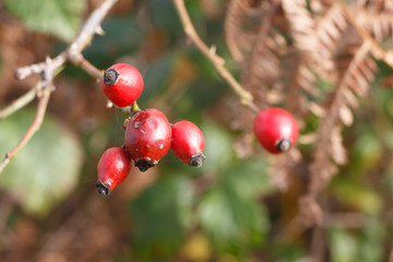 Fruits d'églantier