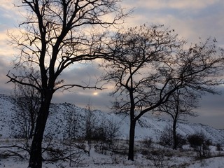 Fototapeta na wymiar bold trees in winter