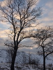 Fototapeta na wymiar tree in winter on the sky background