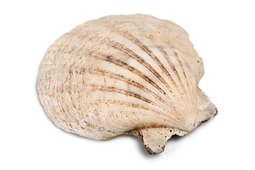 Sea Shell